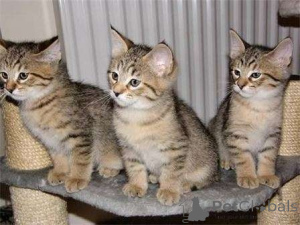 Фото №1. пиксибоб короткошёрстный - купить в Дюссельдорфе за 69575₽. Объявление №160456