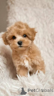 Фото №2 к объявлению №154870 о продаже мальтипу - купить в Швейцарии заводчик