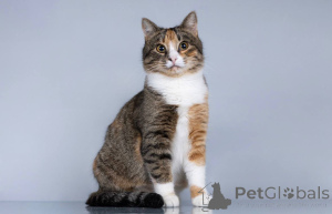 Фото №1.  - купить в Химках за Бесплатно. Объявление №165120