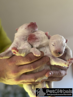 Фото №4. Продажа самоедскую собаку в Кракове заводчик - цена договорная