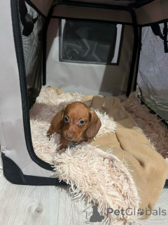 Фото №4. Продажа таксу в Нови Сад  - цена 18553₽