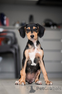 Фото №2 к объявлению №156335 о продаже беспородную - купить в России частное объявление