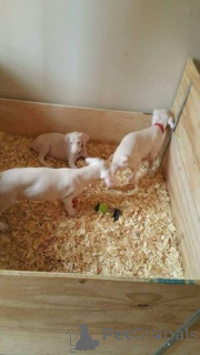 Фото №4. Продажа добермана в Überlingen  - цена 35251₽