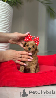 Фото №4. Продажа пуделя (той) в Вена заводчик - цена договорная