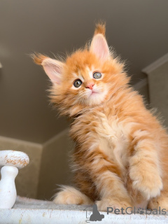 Фото №3. Познакомьтесь с Атласом, смелым, красивым и полным сердца. Настоящий маленький. Нидерланды