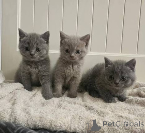 Фото №3. Продаются очаровательные британские короткошерстные котята. Великобритания