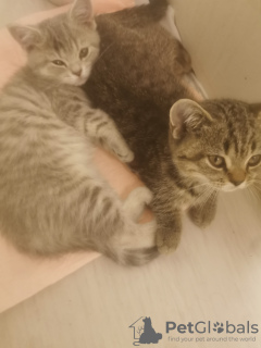 Фото №2 к объявлению №133382 о продаже британская короткошёрстная - купить в Германии частное объявление