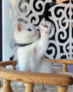 Фото №1.  - купить в Монпелье за договорная. Объявление №161918