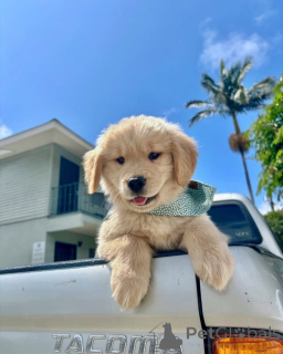 Фото №4. Продажа золотистого ретривера в Ypecolsga частное объявление - цена договорная