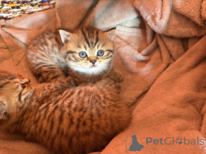 Фото №3. Британские кошки предлагают!. Сербия