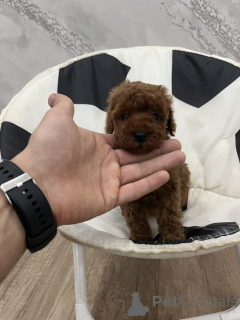 Фото №1. пудель (той) - купить в Odzaci за договорная. Объявление №156680