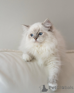 Фото №3. Готов к вывозу и отправке. Нежный гигант в процессе становления. Финляндия