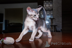 Фото №3. Абиссинские малыши - 2 мальчика и девочка. Украина