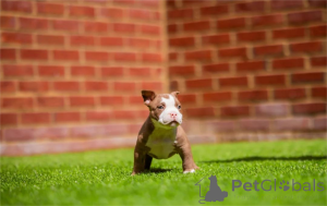 Фото №1. американский булли - купить в Грёмитц за 32468₽. Объявление №154313