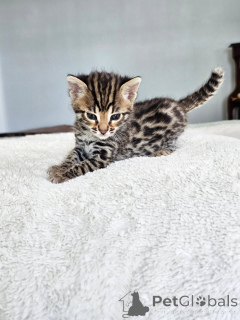 Фото №1. саванна - купить в Берлине за договорная. Объявление №167311