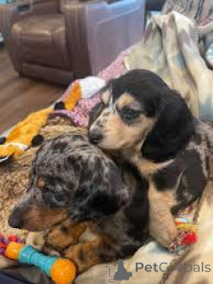 Фото №1. такса - купить в Манчестер за 64937₽. Объявление №165699