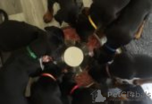 Фото №2 к объявлению №129151 о продаже добермана - купить в Финляндии заводчик