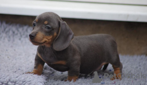 Фото №1. беспородная - купить в Брукс за 55660₽. Объявление №167498