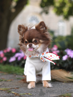 Фото №2 к объявлению №152215 о продаже чихуахуа - купить в Черногории частное объявление, заводчик