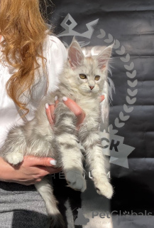 Фото №3. Adel. Россия