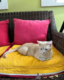 Фото №3. Домашняя кошка. Германия