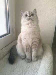 Фото №4. Продам шотландскую (скоттиш страйт) в Краснодарском частное объявление - цена Договорная