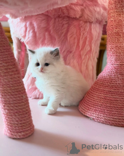 Фото №2 к объявлению №156259 о продаже рэгдолл - купить в Швейцарии частное объявление