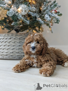 Фото №3. Полные любви, игры и щенячьего очарования Bentley готовы наполнить ваш дом.  Финляндия