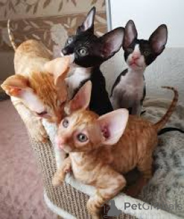 Фото №1. корниш рекс - купить в Амстердам за 46384₽. Объявление №162807