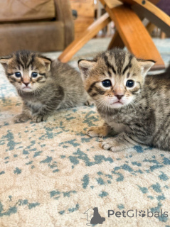 Фото №3. Красивый пикси Боб Киттен. Австрия