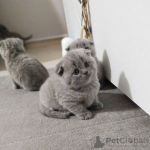Фото №3. британские короткошерстные котята. Россия