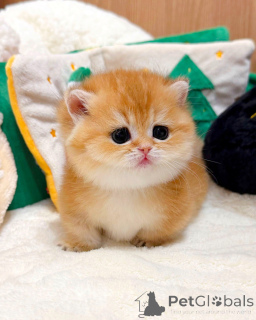 Фото №4. Продам британскую короткошёрстную в Берлине заводчик - цена договорная