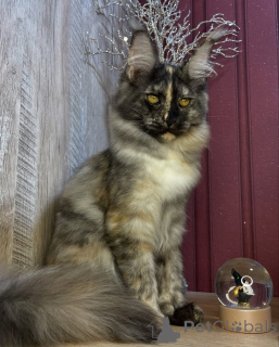 Фото №4. Продам мейн-куна в Астон  - цена договорная