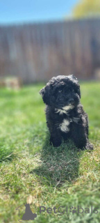 Фото №1. мальтипу - купить в Берлине за 83490₽. Объявление №149839