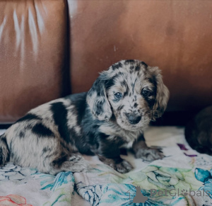 Фото №2 к объявлению №155446 о продаже таксу - купить в Люксембурге частное объявление