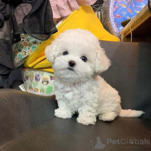 Фото №3. Wunderschöne Bichon-Frisé-Welpen suchen einliebevolles neues Zuhause.  Германия