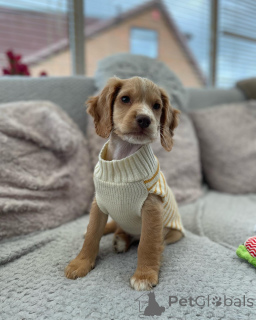 Фото №1. английский кокер-спаниель - купить в Фридберг (Гессен) за договорная. Объявление №164301