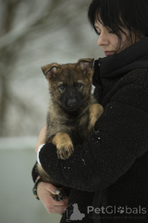 Фото №3. An extraordinary German Shepherd girl. Dynamic, graceful, with excellent.  Украина