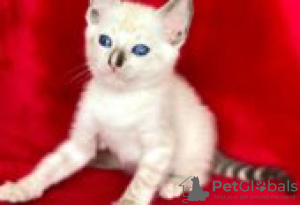 Фото №2 к объявлению №128605 о продаже тойгер - купить в Финляндии заводчик