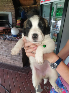 Фото №1. сенбернар - купить в Ансбах за договорная. Объявление №166144