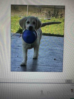 Фото №3. Golden Sanitacteamday.  Сербия