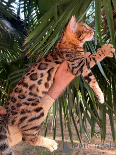 Фото №3. Грива, как у льва, сердце, как у плюшевого Джаспера, царит любовь.. Люксембург