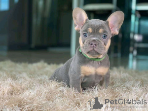 Фото №3. Adorable French bulldog Puppies for free adoption.  Германия