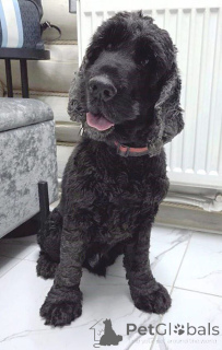 Фото №1. английский кокер-спаниель - купить в Москве реке за Бесплатно. Объявление №160705