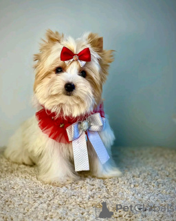 Фото №2 к объявлению №138122 о продаже бивер-йоркширского терьера - купить в Германии заводчик