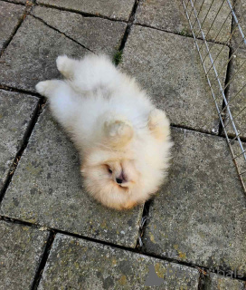 Фото №2 к объявлению №143396 о продаже померанского шпица - купить в Сербии 