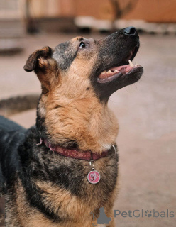 Фото №3. Кай, молодой домашний пес ищет дом.  Россия