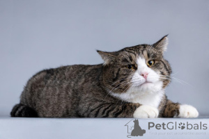 Фото №4. Продам  в Химках частное объявление - цена Бесплатно