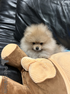 Фото №3. Щенки.  Бельгия