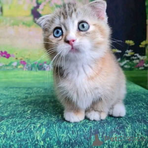 Фото №3. Munchkin Kittens для продажи. США